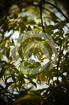 Neem plant and tree leafs