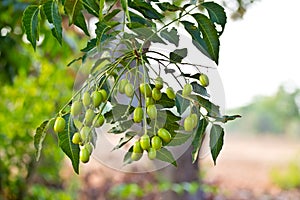 Neem seed-Azadirachta indica photo