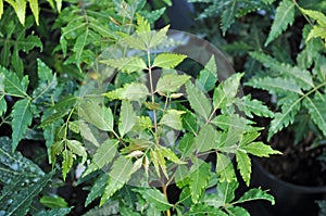 Neem Tree - Azadirachta indica