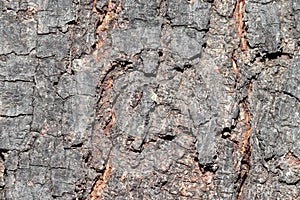 Neem tree bark pattern for texture design