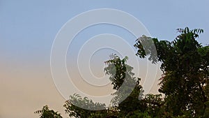 Neem tree with beautiful blue yellow sky background