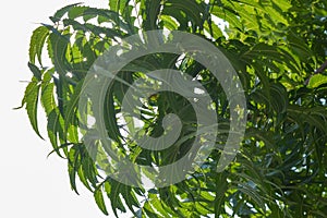 neem Tree isolated