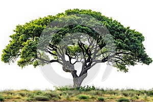 Neem tree isolated on white