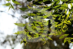 Neem Tree Leaf Branch