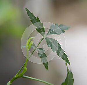 Neem Tree Leaves Close Up