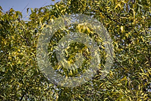 Neem Tree and Leaves in Green Yellow color