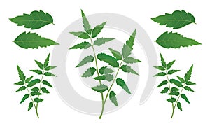 Neem tree leaves vector illustration Medicinal neem leafs