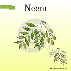 Neem tree, medicinal plant