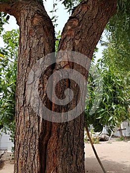 Neem Tree splitting in middle