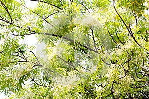 Neem tree Or Ton Sadao