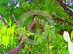 The neem tree under green leafs in the garden.