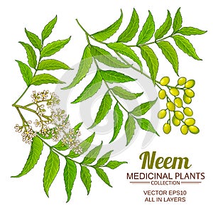 Neem vector set