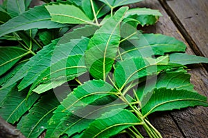 Neem on wooden table,neem leaves,ayurvedic neem,neem branch on table,neem herbs ,herbal neem,herbal neem leaves