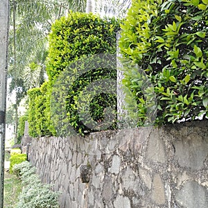 Neetly maintained green plants fence and stones wall Sri Lanka in