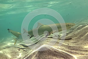 The negaprion brevirostris lemon shark cub