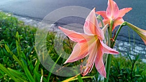 Negatif space of Hippeastrum striatum, the striped Barbados lily, belongs to the Amaryllidaceae family