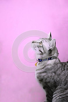 negative space,cat on pink background.