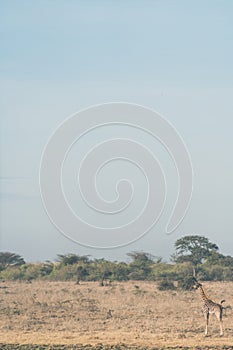 Negative space composition of a giraffe in Nairobi National Park Kenya