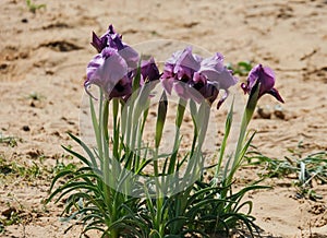 Negev iris or Iris Mariae in the Negev desert