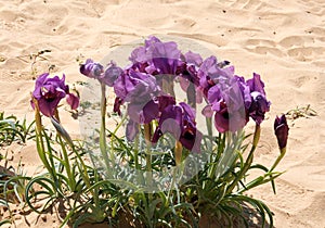 Negev iris or Iris Mariae