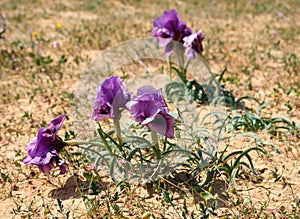 Negev iris or Iris Mariae