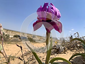 Negev iris or Iris Mariae