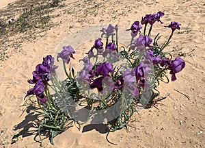 Negev iris or Iris Mariae