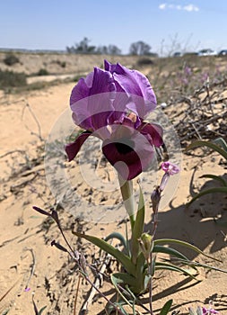 Negev iris or Iris Mariae