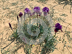 Negev iris or Iris Mariae