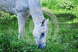 Neglected, Abused, Injured Horse