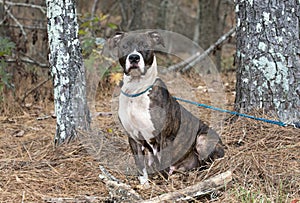 Neglected brindle and white American Bulldog and Boxer mixed breed dog