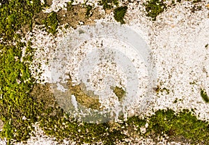 Neglected Concrete Wall with Moss