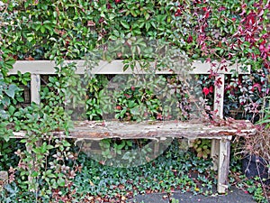 A Neglected Corner of the Garden