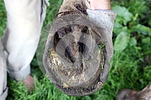 Neglected horse's hooves