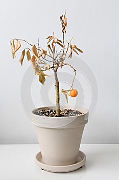 Neglected indoor orange tree houseplant