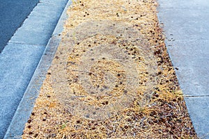 Neglected land area between street and sidewalk. Poorly managed sidewalk strip landscaping with dried dead grass