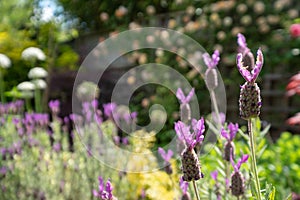 Neglected, untidy, overgrown, secluded cottage garden with variety of colourful perennial shrubs, flowers, including lavender.