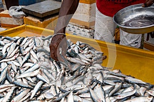 Negombo Fish Market in Sri Lanka