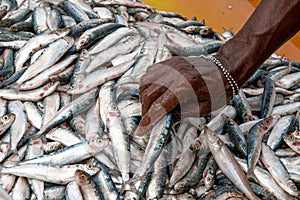 Negombo Fish Market in Sri Lanka