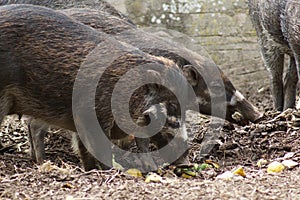 Negros Warty Pig - Sus cebifrons negrinus