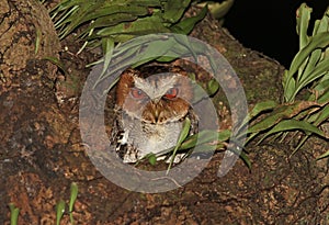 Negrosdwergooruil, Negros Scops Owl, Otus nigrorum