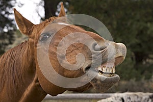 Neigh! photo