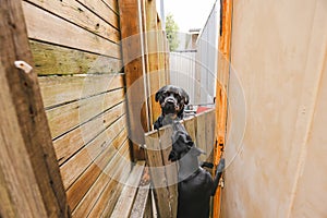 Neighbor dogs chatting over the fence, excited to see each other