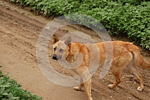 Neighbor`s big yellow dog, Chinese pastoral dog