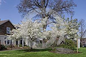 Neighborhood Spring blooms and homes in Fairview OR