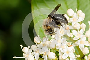 Neighborly Mining Bee - Andrena vicina