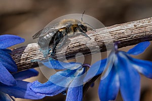 Neighborly Mining Bee.- Andrena vicina photo