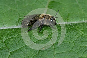 Neighborly Mining Bee - Andrena vicina photo