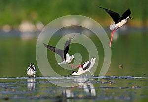 Neighborly relations in wild nature. Conflict  Pied Avocet`s family and Black-winged Stilts near their nest.