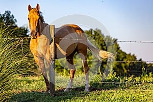 The neighbors horse in Canton Georgia